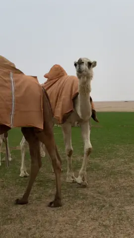 ‏نوق قلبي في محبتكم سبوق ؛.                                     تكسر التّيمات في شوط الغرام 🐪💙 #explore #اكسبلور #fypシ #fyp #تيك_توك #تصويري #لايك #ترند #foryou #اكسبلورexplore #الابل #بعارين #كشته #طلعة #بر #الربيع #البر 