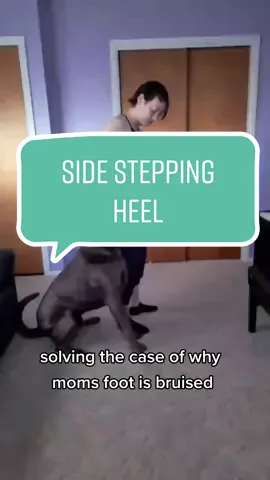 this beast stomped on my foot so many times yesterday being overenthusiastic and chaotic when introducing side stepping in heel position #heelwork #dogobedience #DogTraining #dogtrainingfails #highdrivedogs #workingbreed #domorewithyourdog 