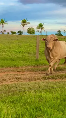 Eai, quem vai? Touro: EXPLOSIVO 🇧🇷🤠💙 #ciaderodeioja #rodeioemtouros #touroderodeio #tourobravo #rodeio #fy 