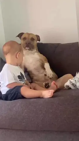 #pitbull #dog #baby #babies #hug