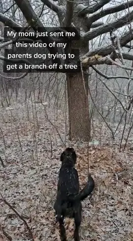 she's fighting for her life to get that branch #belgianmalinois #dutchshepherd #dogsoftiktok #fyp 