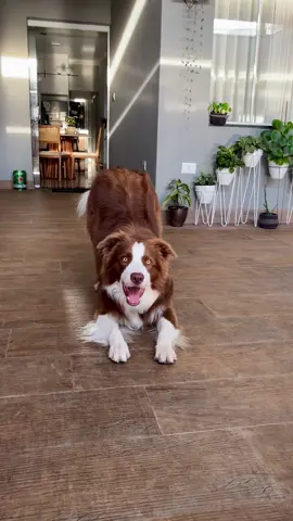 Treinando o comando “Ioga”❤️ #bordercollie #bordercolliesoftiktok #pet #puppydog #puppylove #dog #doglover 