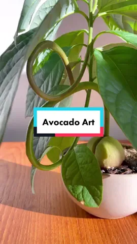 Easy avocado art tutorial 🥑😵‍💫 #planttiktok #avobonsai #avocadoplant #avocado 
