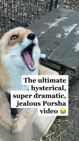 The SCREAMS from her 😂 Def one of my fave fox vids I’ve taken.  #wildliferescue #wildliferehab #sanctuary #wolfdog #wolfsanctuary #redfox #arcticfox #0to60 