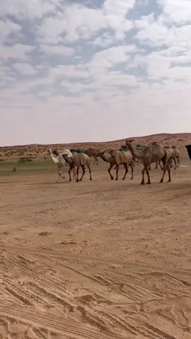 ماشاء الله🤍. #صفر #نياق#نواف_منيف #البل #شمر#شمر_الطنايا #هجن#وضح