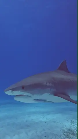 Face to face with a Tiger Shark at Tigerbeach, Bahamas. 💙🦈 #robertoochoahe 