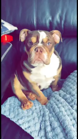 He’s so scrummy, I could eat him up 🥹😍#gorgeous #handsome #scrummy #teamgary #biggaz #cutepuppyc #bulldogsoftiktok #fyp #puppy #garythebulldog2 #englishbulldogpuppy #adorabull #toocute #TrueLove #gary #iloveyou #Love #puppylove 