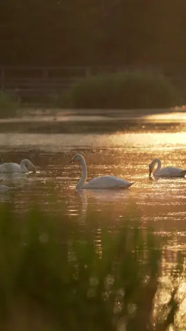 Enjoy nature for a moment❤️ #nature #relaxation 
