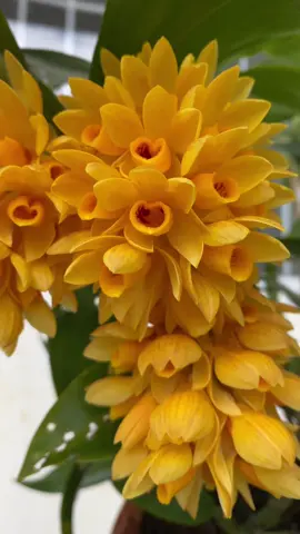 Kiều dẹp koe sắc đón xuân