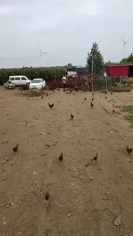 chicken farm in china  #statusvideo  #shorts.mp4 