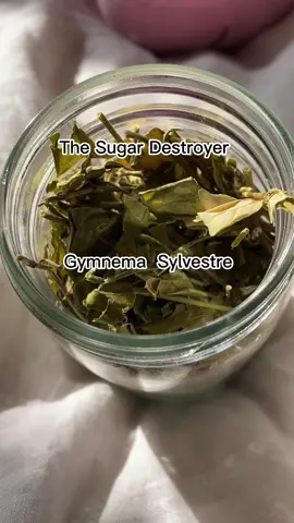 Sugar craving aid! #herbalism #herbalist #tea #plants #sugarcraving #weightloss #gymnemasylvestre #wellnesstipsforyou #healthyweightloss #fyp #fy #herbalsupplements #apothecary #foryou  