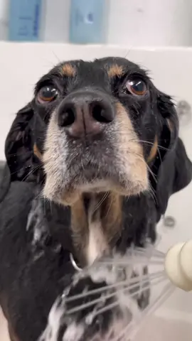 #storytime #dogsbylogan #doggrooming #dogs #beagle #dogvideos