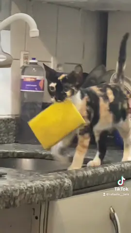 Se acalmeee #gatostiktok #foryou #gatinhos 