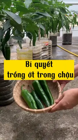 ớt vốn dễ trồng mà #vườn #xuhuong #motchiecvuon #thichtrongcay #ớt 