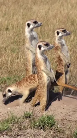 Meerkats on sentry duty while others clear entrance to burrow, Botswana