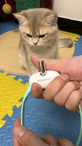 Cat Laser Collar.😻 #cat #catcollar #catlasercollar #cattoys #cattok #catsoftiktok #fyp #tiktokmademebuyit #tiktokshop 