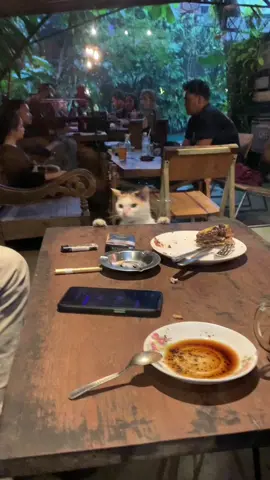 ih susah bet 😾 #cat #kucinglucu  #CapCut 