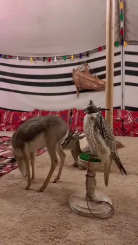 ياخشيف الريم #مربط_الفيروز #مربط_ومقهى_الفيروز #صقاقير #صقور #غزال #اماكن_الطايف #الطايف #CapCut #fypシ #explore #tiktok 