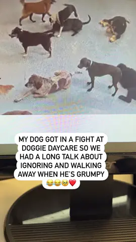 My dog got in a fight at daycare. The whole way home I scolded him and explained he needs to just ignore these dogs that make him grumpy. The next day I hopped on the daycare‘s website to see how he was doing…🥹🐶. He tries so hard to be a good boy. #dogvideo #doggiedaycare #dogsoftiktok  #hounddog 