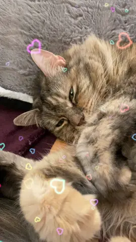 #cats #catsoftiktok #kittytok #kitty #kittycat 