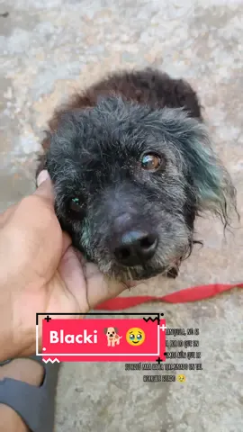 Blacki 🐕🥹 #perritarescatada #bebedelacalle #lamaslinda #enmalestado #necesitaoperacion 