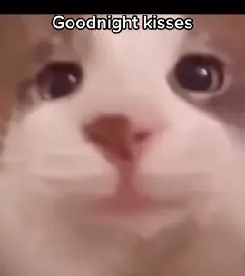 Kisses for my boo❤️.                     #viral #fyp #pisces #cat #cats #kitten #kittens #babykitten #Love #kisses #catlady 