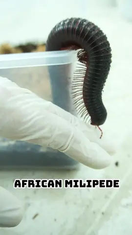 Cuốn Chiếu Khổng Lồ #metub #metubnetwork #cuốnchiếu #millipede #african  #côntrùng #LearnOnTikTok #thèmbòsát #thèmking