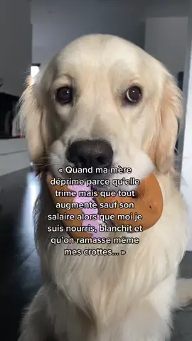 Une vie de chien #goldenretriever #fyp #foryou #pourtoi 