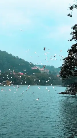 Kandy Lake Side #kandy #srilanka #ceylon #travel #templeofthetooth #daladamaligawa #lakeview #birds #freedom #evening #travelsrilanka 