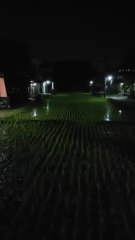 #wisata #malam #sawah #kodok #jogja