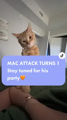 HAPPY 1ST BIRTHDAY TO MY MAC ATTACK I LOVE YOU MORE THAN ANYTHING OMG #catbirthday #catsoftiktok #orangecatsoftiktok #ReadySetLift #cattok #orangetabbycat #orangecat #macaronithecat1 #macaronithecat #catbite #catbites 