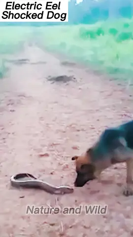 🤣🤣⚡️⚡️⚡️⚡️ #animal #animalmoment #nature #wildlife #foryou 