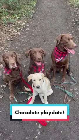 So many labradors 😍🥳