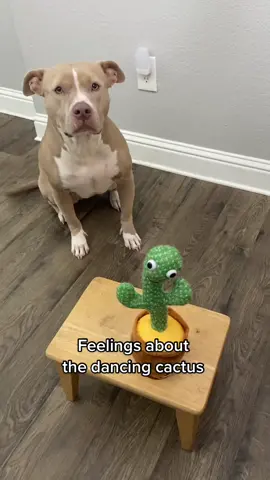 Big feelings. #dogs dogsoftiktok #dancingcactus 