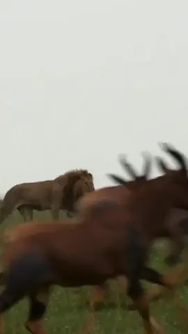 A male lion stalks it's prey in the wide expanse of the Masai Mara  
