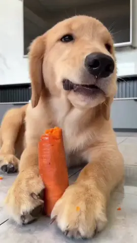 #zanahoria#comersano#goldenretrievers#estafeliz#alimentossaludables#adiestraatumascota#mascotasfelices#mascotas#perros#fypdog#fyp#fypシ#perrosfelices