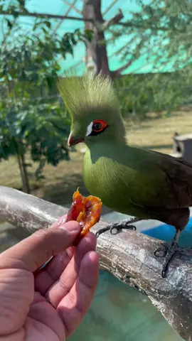 توراكو الاخضر #محمية_الكريباني #طيور 