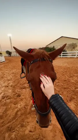 🐎❤️‍🔥#نادي_الفارسة_للسيدات #خيل #اسطبل #الرياض #اكسبلور #ترند #foryoupage #horse #trending #explor #foryou #fypシ #viral #fyp #riyadh 