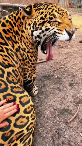 Spank dat Tank butt #NOTpets #jaguar #jag #tank #teamtank #chonk #chonky #bigcat #bigcats #cat #cats #beautiful #handsome #amazing #wow #animal #animals #fl #florida #fyp 
