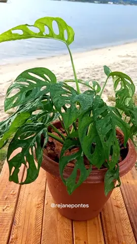 Troca de vaso da planta Monstera Oblíqua!! sempre uso argila expandida e uma manta de TNT pra fazer a drenagem do vaso 💚  #plantaslindasecuidadas #plantamonstera #plantalover #fyp #foryou 