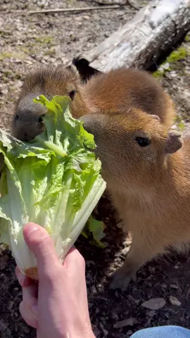 Baby Capybara #ASMR 🥰🔈🥬 These 4 pups sure aren’t shy to crunch down on some crisp lettuce. 🤣 You can see these lil guys at @dickersonparkzoo alongside their two lovable parents. 😱🥹 #capybara #capybaras #AnimalASMR #asmreating #asmrfood #asmrcommunity #zoo #zoolife #zookeeper #animalvideos #feedingtime #discoverychannel #animalplanet #JungleJesus #Sundaze #Sunday #Happysunday #carpincho #capybarasofinstagram #capybaratiktok #capybaramemes #capybaralove #capybarafanpage