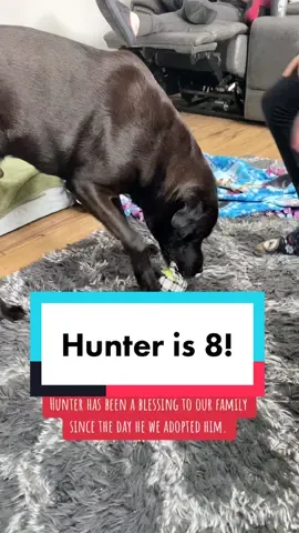 Hunter LOVES opening presents, anything squeaky, peanut butter, popcorn, going for rides, blankets and pillows, and above all his family. He is so expressive with his feelings and truly has been the biggest blessing to our family. Today is a special day for all of us…. Quite honestly I really wasn’t sure we would have the chance to celebrate this day with him, I prayed AND here we are 🤍 #itsmybirthday #chaotic_beauty081627  #blacklab #dogbirthday #dogcancer #celebratingtoday #grateful #blessed #blessingtoourfamily #blacklabmama #dogmama #tiktokfamily #tiktokfriends #kongdogtoys #dogtoysqueaker #dogbirthdaycelebration #dontlosehope 