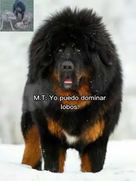 Solo eso? #TikTokAwards #fyp #70k #70k❤️ #80k? #vpsdogsx_❤ #vpsdogsx_ #crzgf #xyzbca #lentejas #popular #ariela640 #trend #viral #parati #fypシ #kangal_tr #kangalturco🇹🇷 #mastintibetano 
