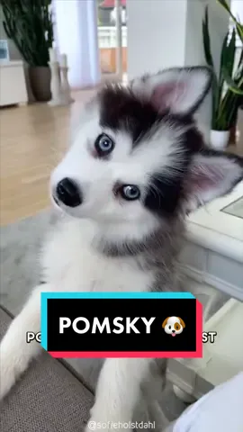 Pomsky 🐶 One Of The Most Beautiful Crossbreed Dogs #pomsky #pomskypuppy #pomskylove #pomskies #pomskypuppies 