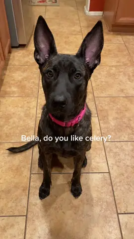 Mom forgot the peanut butter! #dogspitscelery #bellatastetests #celery #dogspitsfood #automatictrashcan #dog #malinoismastiff #funnyreel 