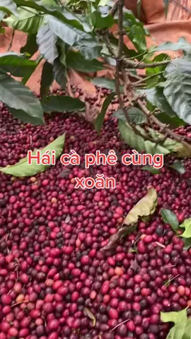 Khi nhà nhà đã cất cà phê vào kho, chúng tui vẫn đang hái ngoài vườn. #xoantaplamnong #vivucungxoan #daklak #haicafe #cafe #càphenôngtrại #veque #lamnong  #yenbinh
