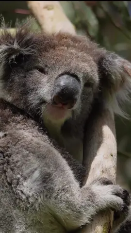 It's the wise face of a sleepy koala for us 🐨🐨@georgecarr_snaps #ausgeo#koala_�� #australianwildlife#discoverearth#wildlifeplanet#australia