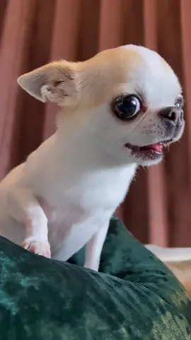 😂🤣😅😆🥰😍🤩😘  #Chihuahua #chihuahualove #chihuahualife #chihuahuafantastics #chihuahualover #chihuahuaworld #chihuahuamix #chihuahualovers #chihuahuapuppy #chihuahuagram #chihuahuas #chihuahuaoftheday  #chihuahua_feature #chihuahuadog #chihuahuaaddict #chihuahua_of_instagram #chihuahuanation #chihuahualove_feature #chihuahuaofinstagram #chihuahuasofinstagram #chihuahua_lovs #chihuahuaklub @Dogs In The World @DOGS @DogsOf TikTok 