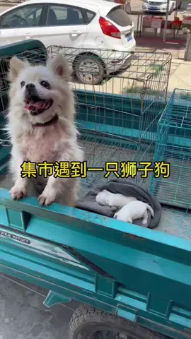 Dog mother begging anyone can adopt its baby and it # # # to each child care animals rescue dogs 🙏🙏🙏