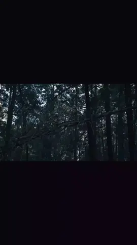 comenzando en el mundo del video. #video #forest #scaryforest #creepy #cortometraje #corto #bosque #arbol 